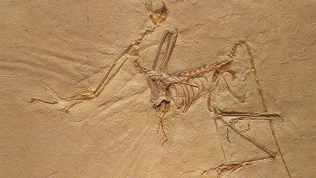 ¿Cómo era la primera ave de la historia?