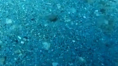 Camuflaje infalible: ¿Distingue un pez en este video?