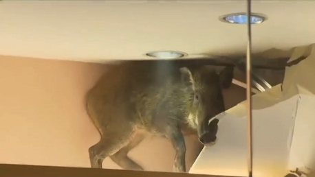 Un jabalí se cuela en un centro comercial chino y causa destrozos