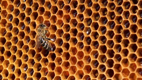 Reporte: Las abejas se extinguen a un ritmo alarmante en EE.UU.