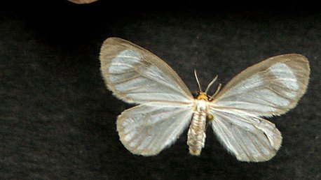 La mariposa 'comecoca' ayudará a combatir las drogas en Colombia