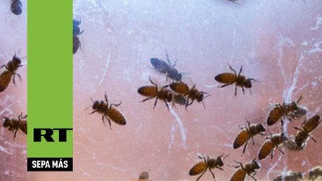 Una 'plaga de abejas' cubre una ciudad en Inglaterra 