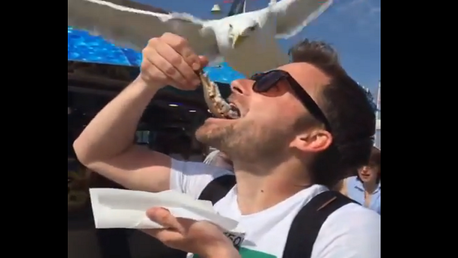 Gaviota ladrona dejó a este hombre con la miel en los labios