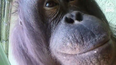 Vea lo qué pasa si se le da una cámara GoPro a un orangután