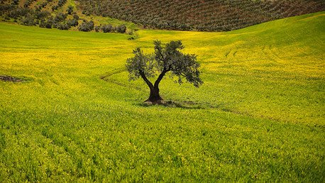 ¿El mundo se quedará sin olivas? España e Italia se enfrentan a la amenaza del 'ébola del olivar'