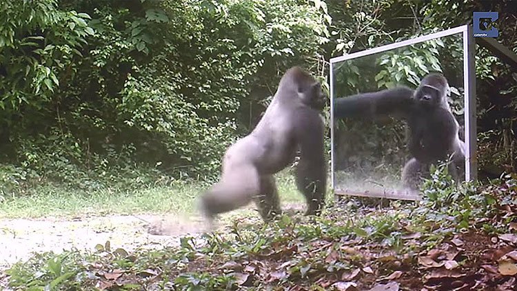 ¿Cómo reaccionan los animales salvajes al verse en un espejo?