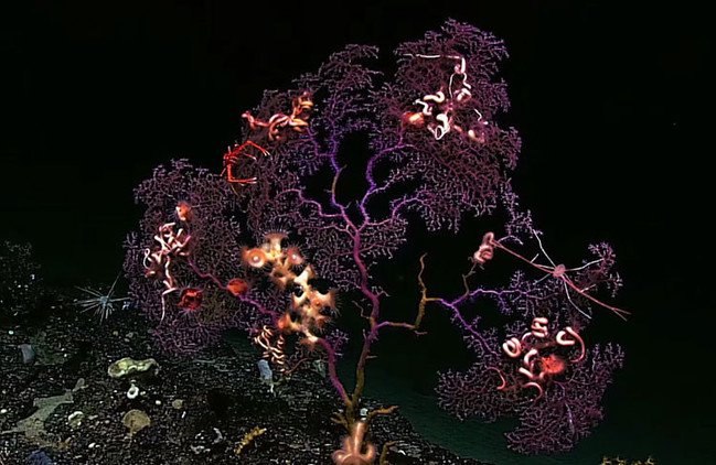 Video: Descubren miles de criaturas desconocidas en las profundidades del Caribe y el Atlántico