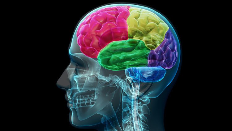 Científicos descubren cuándo aumenta el tamaño del cerebro 