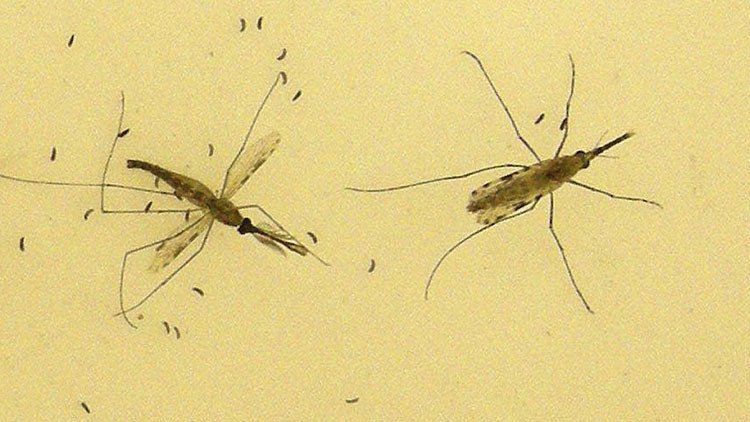 Virus peligroso procedente de Uganda amenaza a América Latina