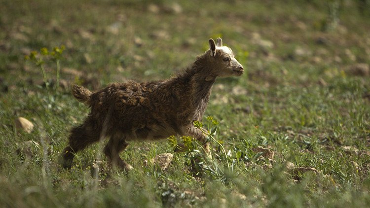 Se comen en Francia a un cordero con ADN de medusa que debía servir para fines científicos