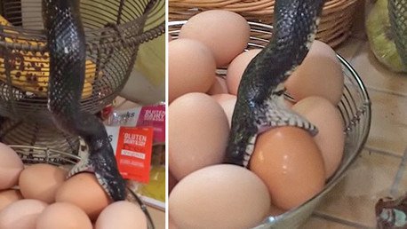 Una serpiente ‘con las manos muy largas’ se cuela en la cocina