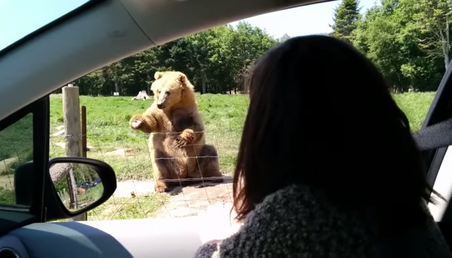 El oso más amable del mundo atrapa comida al vuelo con una sola garra