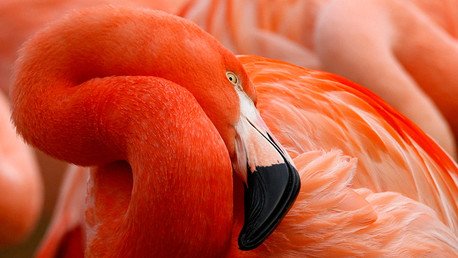 Conozca 8 asombrosos datos sobre la Tierra y la fauna que la habita