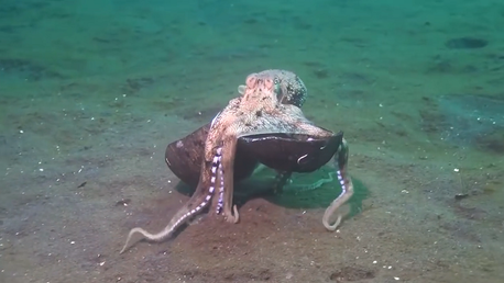 Así se construye este pulpo una casa con un coco