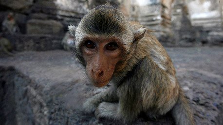 Un cirujano chino quiere realizar el primer trasplante de cabeza en primates