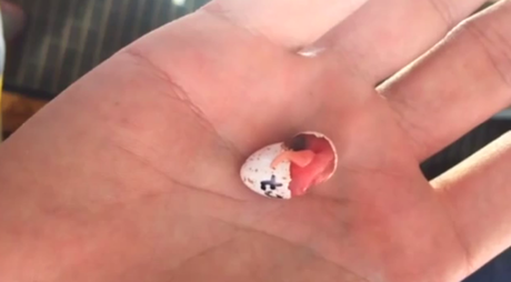 Un herrerillo nace en la palma de la mano de un hombre