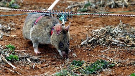 Video, fotos: Ratas-zapadoras gigantes se preparan para limpiar Camboya de minas antipersona