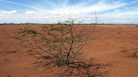 Estudio: El calentamiento global puede convertir a los árboles en armas