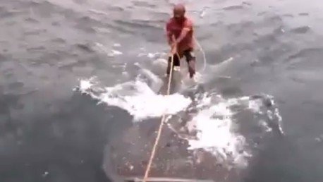 Dos hombres usan un tiburón ballena como tabla de surf