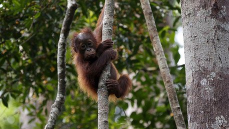 ¿Cómo prevenir la sexta extinción masiva que amenaza a nuestro planeta?