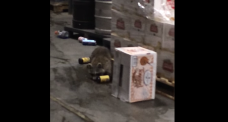 Un mapache irrumpe en un almacén de alcohol y acaba completamente borracho