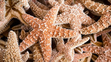 Los clones envejecen más despacio