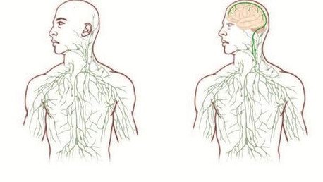 Científicos descubren un eslabón perdido del cuerpo humano