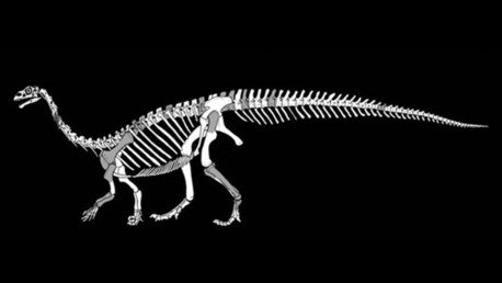 Descubren nueva especie de dinosaurio tras estudiar fósiles olvidados durante décadas