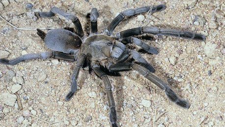 ¿Por qué el descubrimiento de 25.000 tarántulas es una buena noticia para un pueblo australiano?