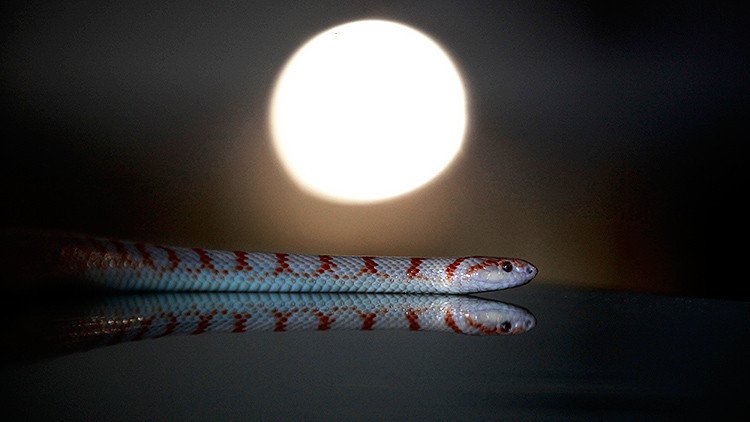 Descubren dos especies desconocidas para la ciencia