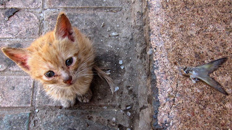 Australia sacrificará a 2 millones de gatos para proteger especies nativas
