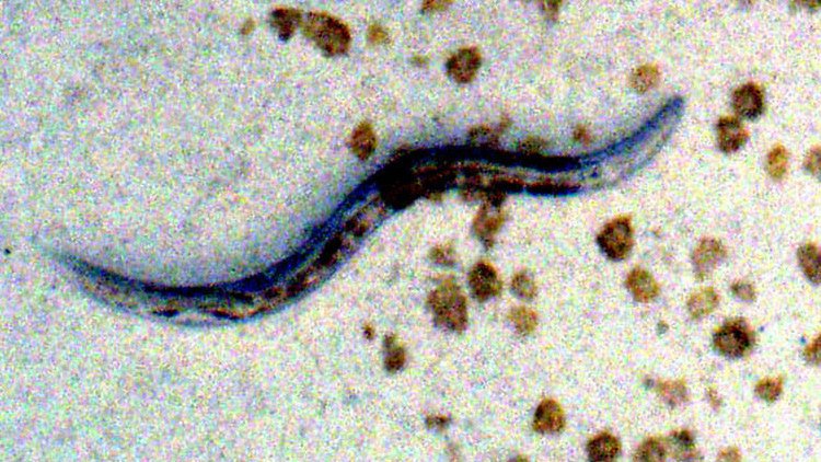 Gusanos 'ayudan' a los científicos a revertir el proceso del envejecimiento