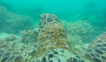 Así es el mundo visto desde los ojos de una tortuga