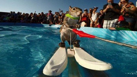 ¿Podría usted practicar esquí acuático como ese ardilla?