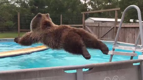 El oso más feliz del mundo y ahora el más popular