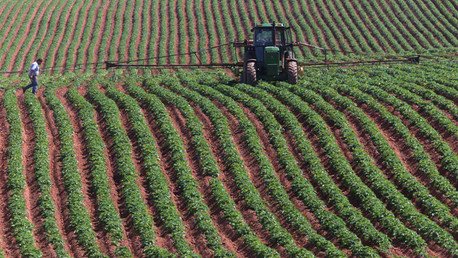 Alfileres en patatas: agricultores canadienses hacen frente al "terrorismo alimentario"