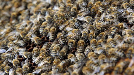Miles de abejas 'atacan' un avión en un aeropuerto de Moscú  (fotos)