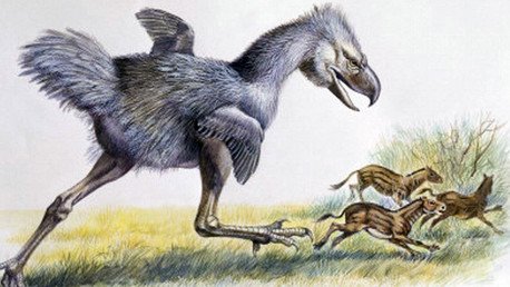 Científicos argentinos descubren fósiles de un 'falso caballo' extinto