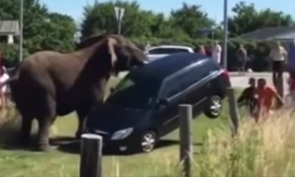 Karma instantáneo o por qué es mala idea provocar a los elefantes