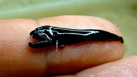 Pescan un 'alien' marino en Australia