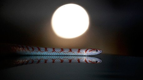 Descubren dos especies desconocidas para la ciencia