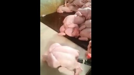 ¿Sabe lo que come? Así inflan a los pollos antes de mostrarlos en los supermercados