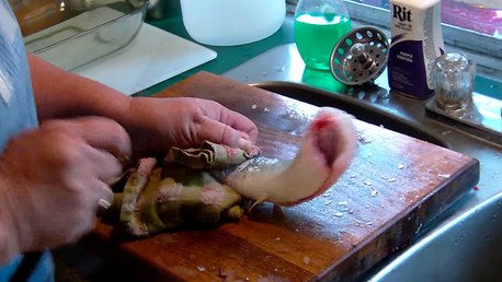 El pez 'inmortal' que sigue vivo incluso cortado por la mitad y sin órganos