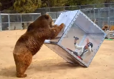 Un oso pardo ataca a una mujer encerrada en un cubo de cristal