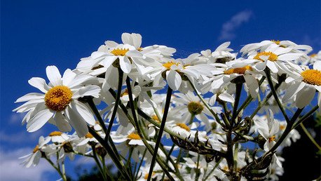 Crecen extrañas 'margaritas mutantes' junto a la planta nuclear de Fukushima (Foto)
