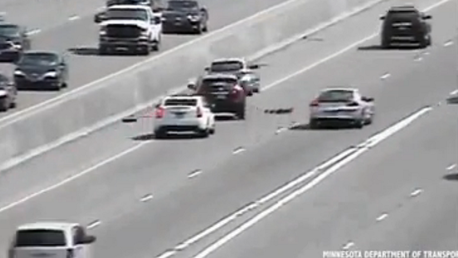 ¿Conseguirá la familia de patos cruzar esta transitada autopista?