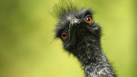 Los cuatro fiascos militares más sonados de la historia reciente