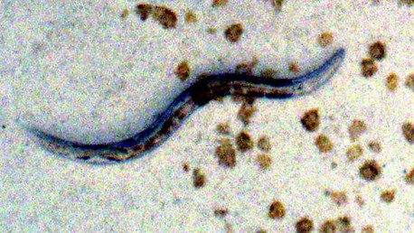 Gusanos 'ayudan' a los científicos a revertir el proceso del envejecimiento
