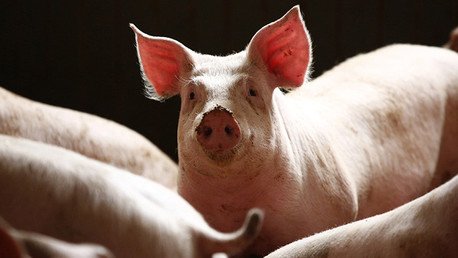 Agricultores franceses sueltan cerdos en un supermercado como medida de protesta (video)