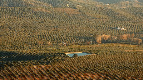 "Convierten Europa en un laboratorio": Pretenden liberar moscas transgénicas en olivares de España 